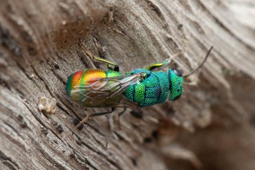 Réf. 330 462 : Chrysis marginata
